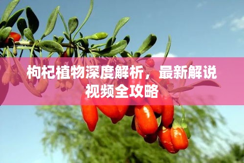 枸杞植物深度解析，最新解说视频全攻略