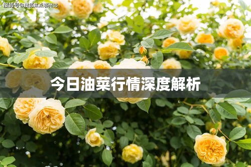 今日油菜行情深度解析