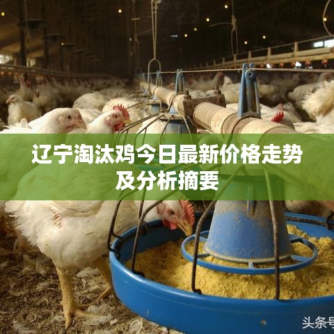 辽宁淘汰鸡今日最新价格走势及分析摘要