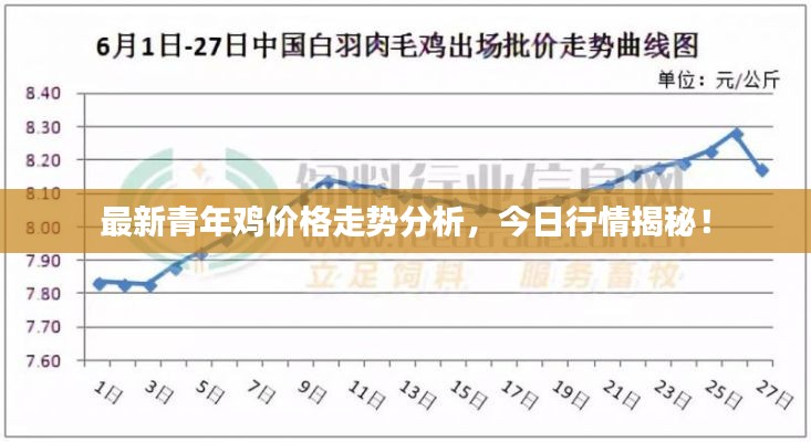 最新青年鸡价格走势分析，今日行情揭秘！