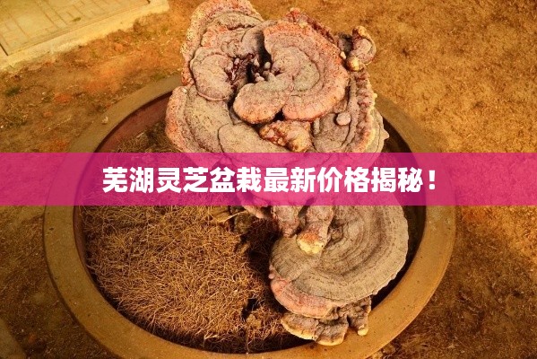 芜湖灵芝盆栽最新价格揭秘！