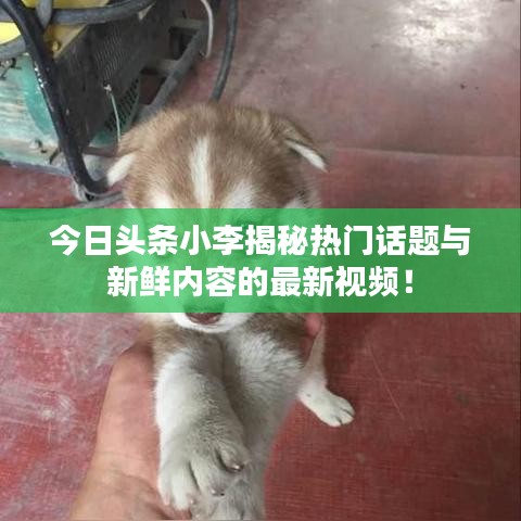 今日头条小李揭秘热门话题与新鲜内容的最新视频！