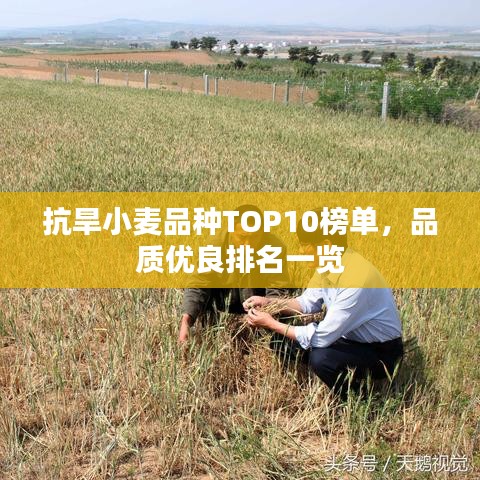 抗旱小麦品种TOP10榜单，品质优良排名一览