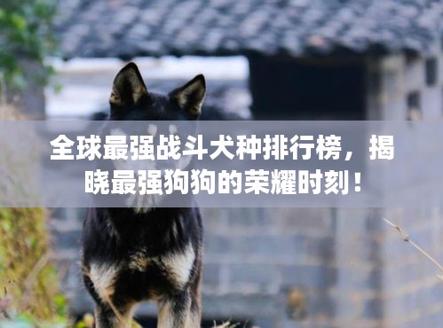 全球最强战斗犬种排行榜，揭晓最强狗狗的荣耀时刻！