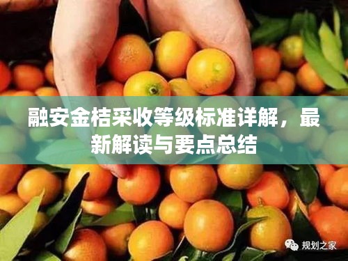 融安金桔采收等级标准详解，最新解读与要点总结