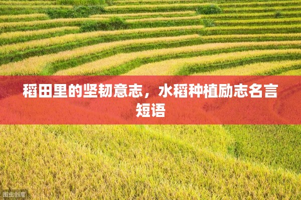 稻田里的坚韧意志，水稻种植励志名言短语