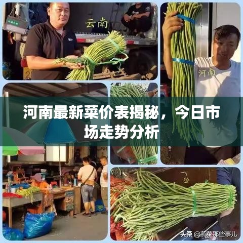 河南最新菜价表揭秘，今日市场走势分析