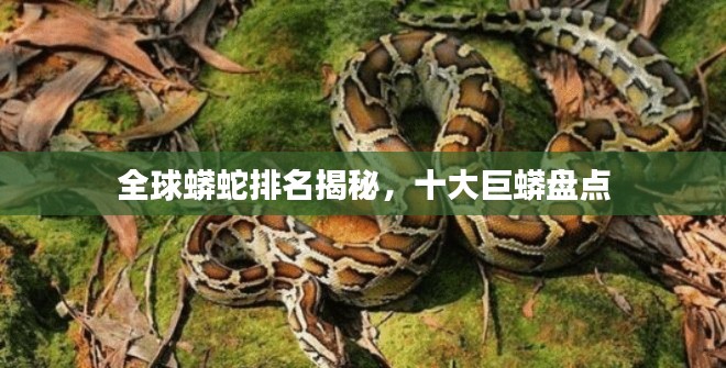 全球蟒蛇排名揭秘，十大巨蟒盘点