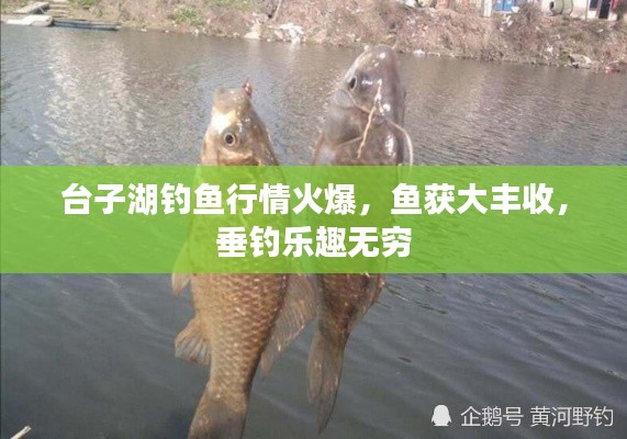 台子湖钓鱼行情火爆，鱼获大丰收，垂钓乐趣无穷