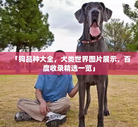「狗品种大全，犬类世界图片展示，百度收录精选一览」