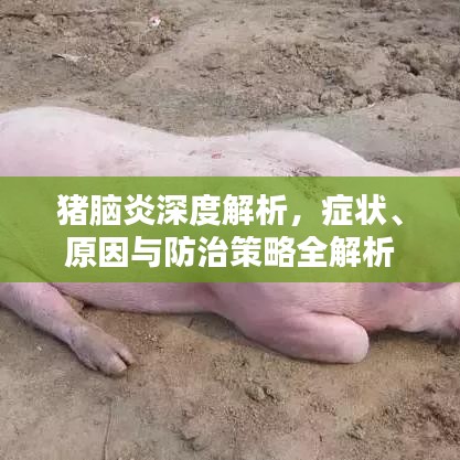 猪脑炎深度解析，症状、原因与防治策略全解析