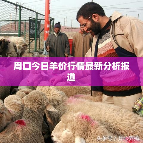 周口今日羊价行情最新分析报道