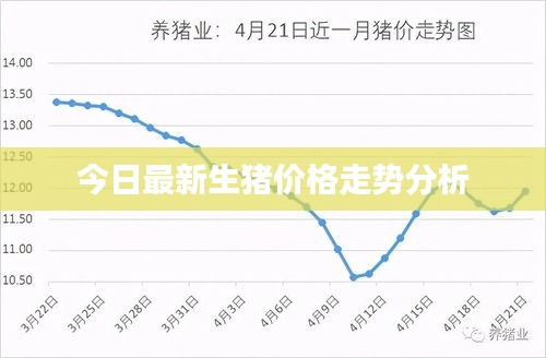 今日最新生猪价格走势分析