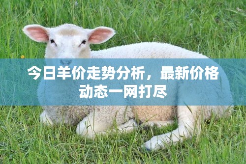 今日羊价走势分析，最新价格动态一网打尽